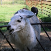 To je ale lama