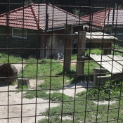 Bílý tygr odpočíval ve stínu